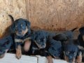 Sağlıklı Rottweiler Yavruları 