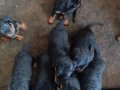 Sağlıklı Rottweiler Yavruları 