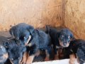 Sağlıklı Rottweiler Yavruları 
