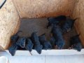 Sağlıklı Rottweiler Yavruları 