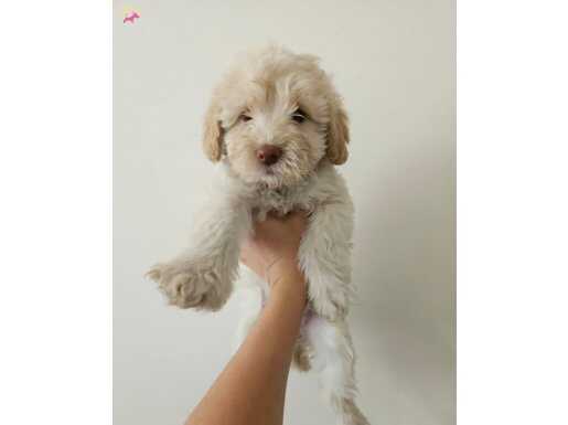 Küçük yavru köpek