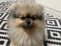 Oyuncu pomeranian