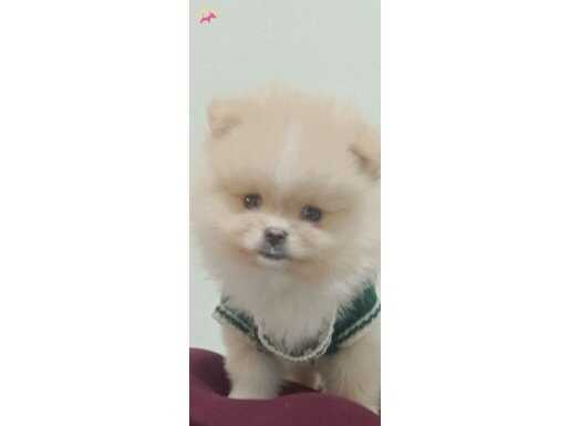 50 günlük pomerianan boo 