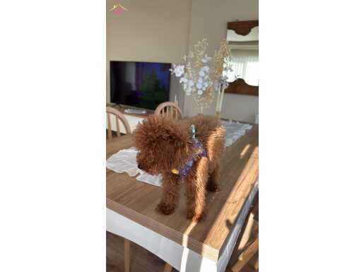 Kopeğime yuva ariyorum