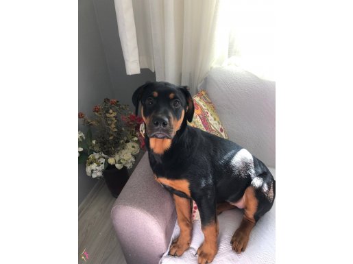 4aylık dişi tüm aşıları tam rot