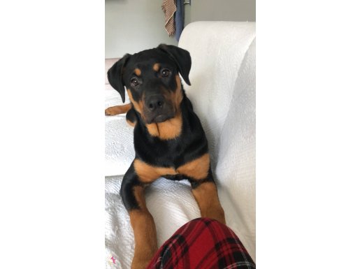 Görkemcil hatlara sahip 5 aylık dişi Rottweiler