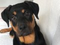 Görkemcil hatlara sahip 5 aylık dişi Rottweiler
