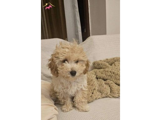 Toy Poddle 2 Aylık Oyun Canlısı 