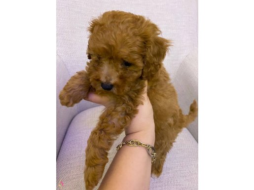 Toy poodle erkek yavru 