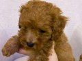 Toy poodle erkek yavru 