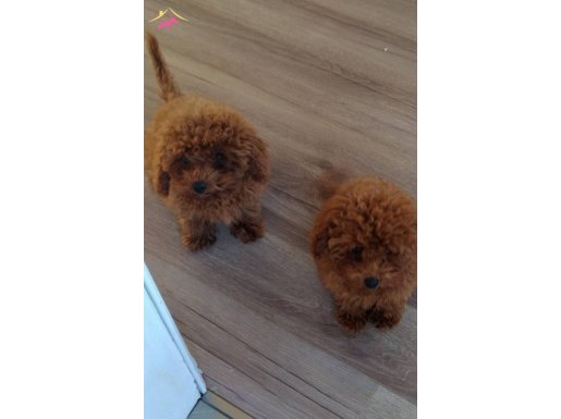 3 aylık erkek iki  tane tyo poodle