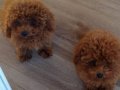 3 aylık erkek iki  tane tyo poodle