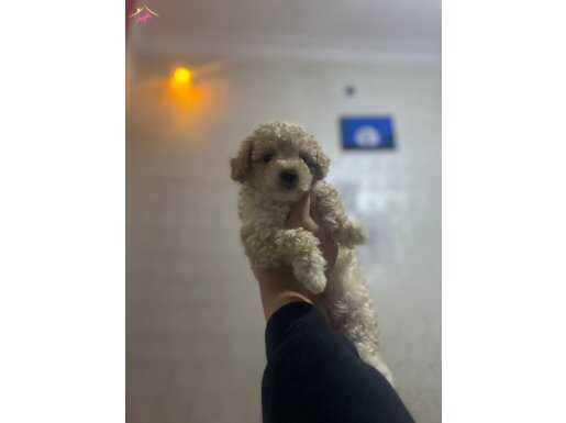 Toy Poodle