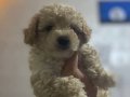 Toy Poodle