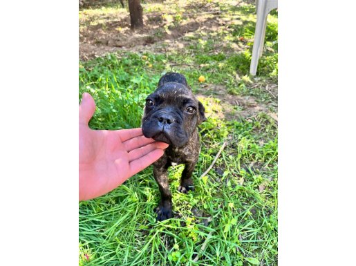 Kaplan desenli french bulldog