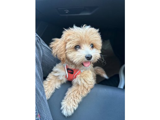 Satılık 3.5 aylık maltipoo yavrusu / aşıları yapıldı