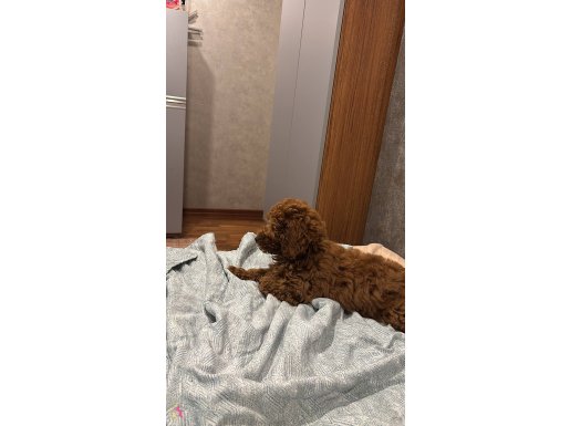 2 aylık kizimi sahiplendiriyorum