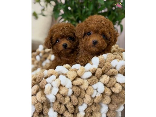 Minik Çikolatalar Toy Poodle yavrularımız 