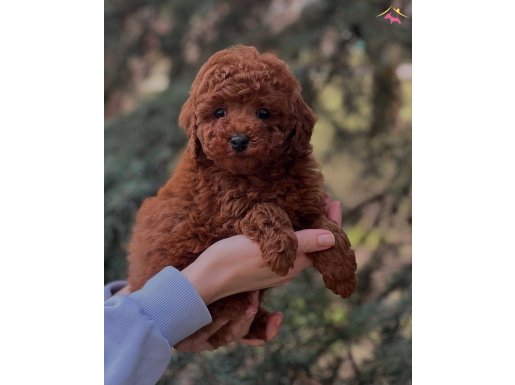 Peluş Oyuncak Toy Poodle 