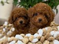 Minik Çikolatalar Toy Poodle yavrularımız 