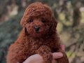 Peluş Oyuncak Toy Poodle 