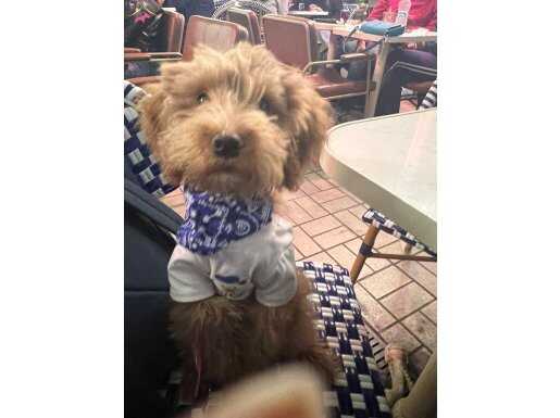 3.5 Aylık Maltipoo yavrusu aşılı çipli