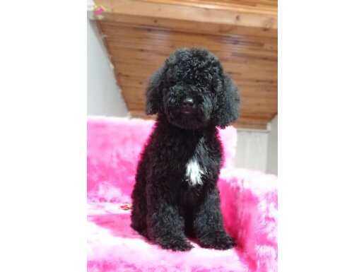 Çok Acil Taşınma nedeniyle 4,5 aylık Poodle