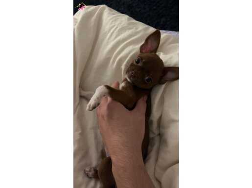2.5 AYLIK CHİHUAHUA YAVRU CEP BOY KAHVERENGİ