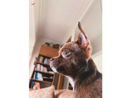 CHİHUAHUA KAHVERENGİ 3.5 AYLIK YAVRU KÖPEK