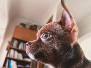 CHİHUAHUA KAHVERENGİ 3.5 AYLIK YAVRU KÖPEK