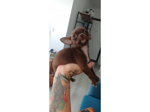 Teacup çikolata 2.5 aylık bebiş 