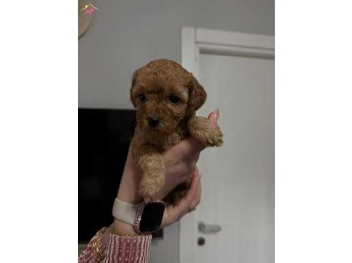 Eryamandan  sahiplendirilicek