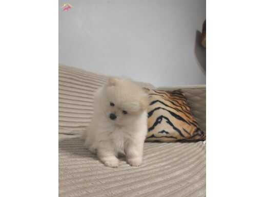 Pomernian Boo Erkek Yavrular