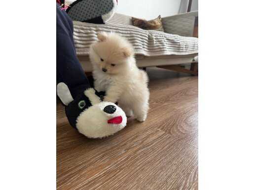 Pomernian Boo Erkek Yavrular