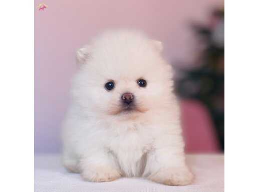 2 Aylık Safkan Pomerian Yavrular