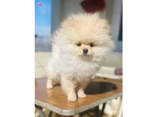 Ayı Surat Pomeranian Boo Yavrusu Shaved Haircut