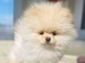 Ayı Surat Pomeranian Boo Yavrusu Shaved Haircut