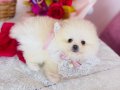 Pomeranian Boo Yavrularımız 