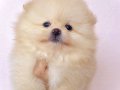 Pomeranian Boo Yavrularımız 