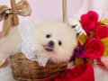 Pomeranian Boo Yavrularımız 