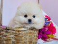 Pomeranian Boo Yavrularımız 