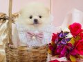 Pomeranian Boo Yavrularımız 