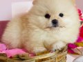 Pomeranian Boo Yavrularımız 