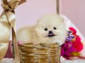 Pomeranian Boo Yavrularımız 
