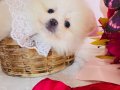 Pomeranian Boo Yavrularımız 