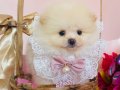Pomeranian Boo Yavrularımız 