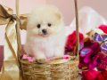Pomeranian Boo Yavrularımız 