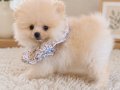 Pomeranian Boo Dişi