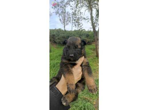 Belçika x Alman çoban MELEZİ 