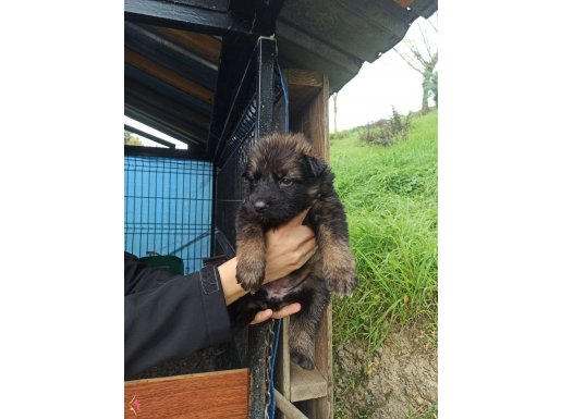 Baba Belçika anne Alman çoban melezi